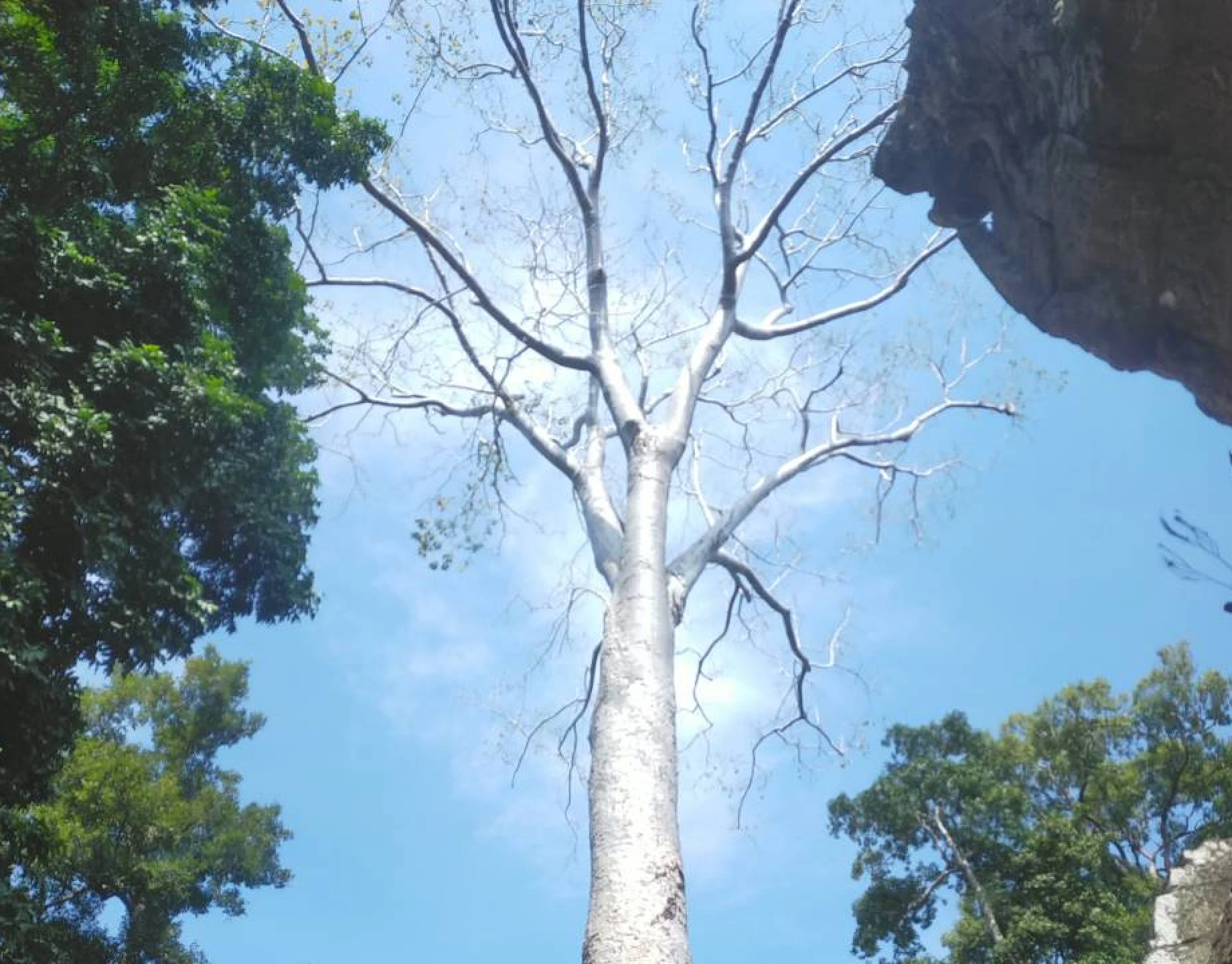 生命の樹「ガジュマル」