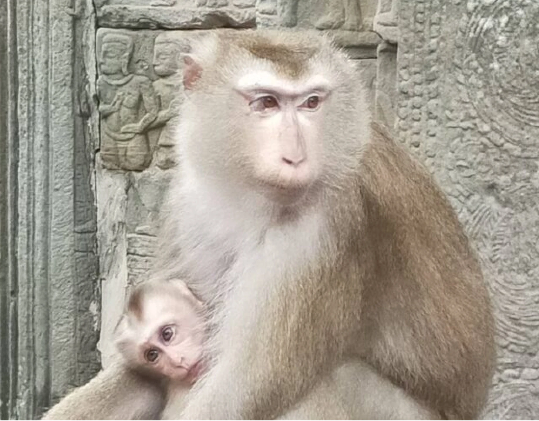 アンコールトムにいる猿たちです。